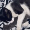 Grey Kitten photo 7