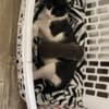 Grey Kitten photo 8