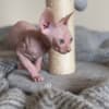 Adorable, Cream Male Sphynx Kitten - Ready to Leave! photo 1