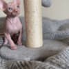 Adorable, Cream Male Sphynx Kitten - Ready to Leave! photo 3