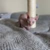 Adorable, Cream Male Sphynx Kitten - Ready to Leave! photo 4