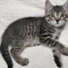 Beautiful kittens photo 1