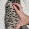 Beautiful kittens photo 2
