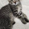 Beautiful kittens photo 3