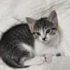 Beautiful kittens photo 4