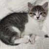 Beautiful kittens photo 5