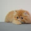 Persian Kittens For Sale photo 1