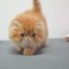 Persian Kittens For Sale photo 3