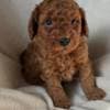 Toypoodle max photo 1