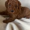 Toypoodle max photo 2