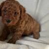 Toypoodle max photo 3
