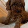 Toypoodle max photo 4