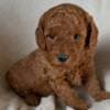 Toypoodle max photo 5