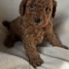 Toypoodle max photo 6