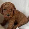 Toypoodle max photo 7