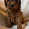 Toypoodle max photo 8