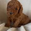 Toypoodle max photo 9