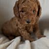 Toypoodle max photo 10