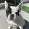 French Bulldog 6 months Female photo 1