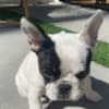 French Bulldog 6 months Female photo 2