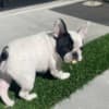 French Bulldog 6 months Female photo 3