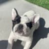 French Bulldog 6 months Female photo 4