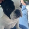 French Bulldog 6 months Female photo 5