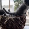 Sweet Maine coon/Russian blue mix kitten photo 1