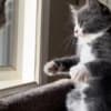 Sweet Maine coon/Russian blue mix kitten photo 2