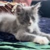 Sweet Maine coon/Russian blue mix kitten photo 3