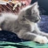 Sweet Maine coon/Russian blue mix kitten photo 4