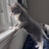 Sweet Maine coon/Russian blue mix kitten photo 5