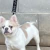 Fluffy French bulldog photo 1