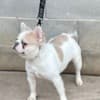Fluffy French bulldog photo 2
