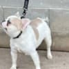 Fluffy French bulldog photo 4