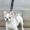 Fluffy French bulldog photo 5