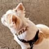 Fluffy French bulldog photo 6