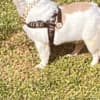 Fluffy French bulldog photo 7