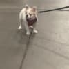 Fluffy French bulldog photo 8