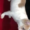 Fluffy French bulldog photo 9