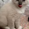 3 make kittens photo 1