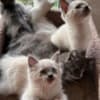 3 make kittens photo 2