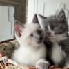 3 make kittens photo 3