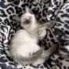 3 make kittens photo 5