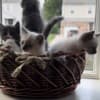 3 make kittens photo 7