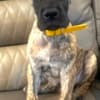 AKC Great Dane Brindle puppies photo 1