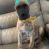 AKC Great Dane Brindle puppies photo 2