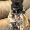 AKC Great Dane Brindle puppies photo 3