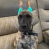 AKC Great Dane Brindle puppies photo 5