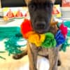 AKC Great Dane Brindle puppies photo 6